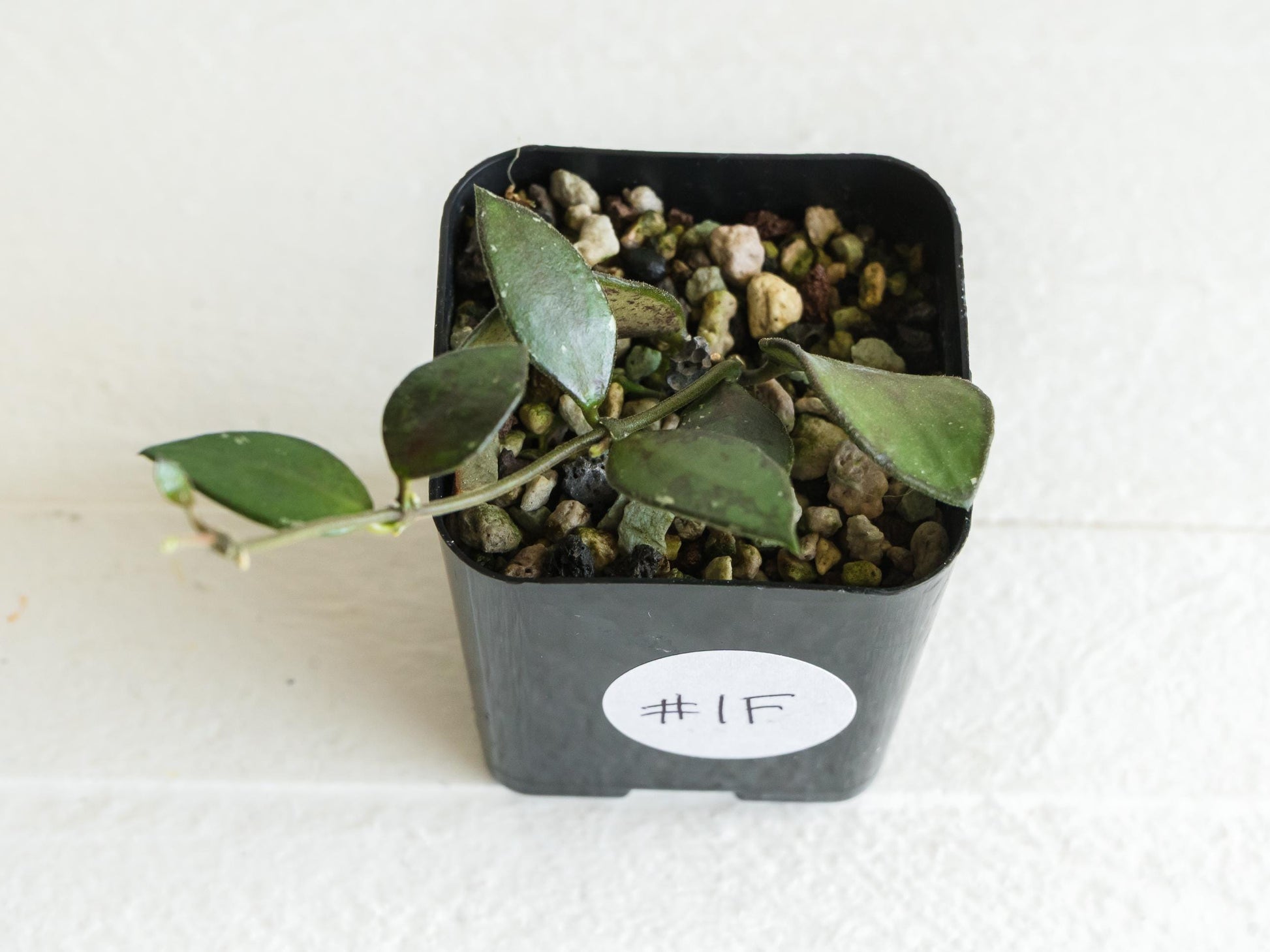 Hoya borneo (Small Leaf) | 2-Inch