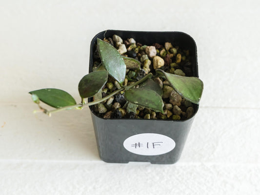 Hoya borneo (Small Leaf) | 2-Inch