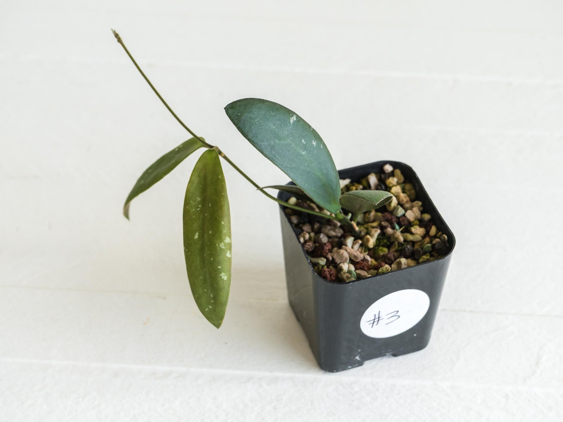 Hoya sabah 'Dragonfly' (EPC-960) | 2-Inch