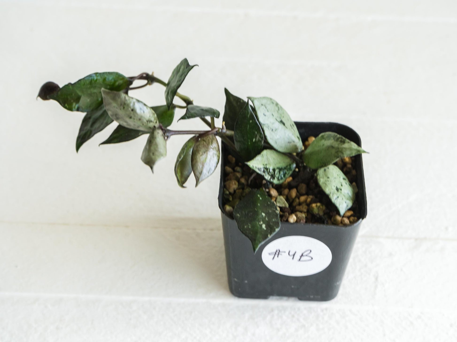 Hoya krohniana 'Super Silver Black' | 2-Inch