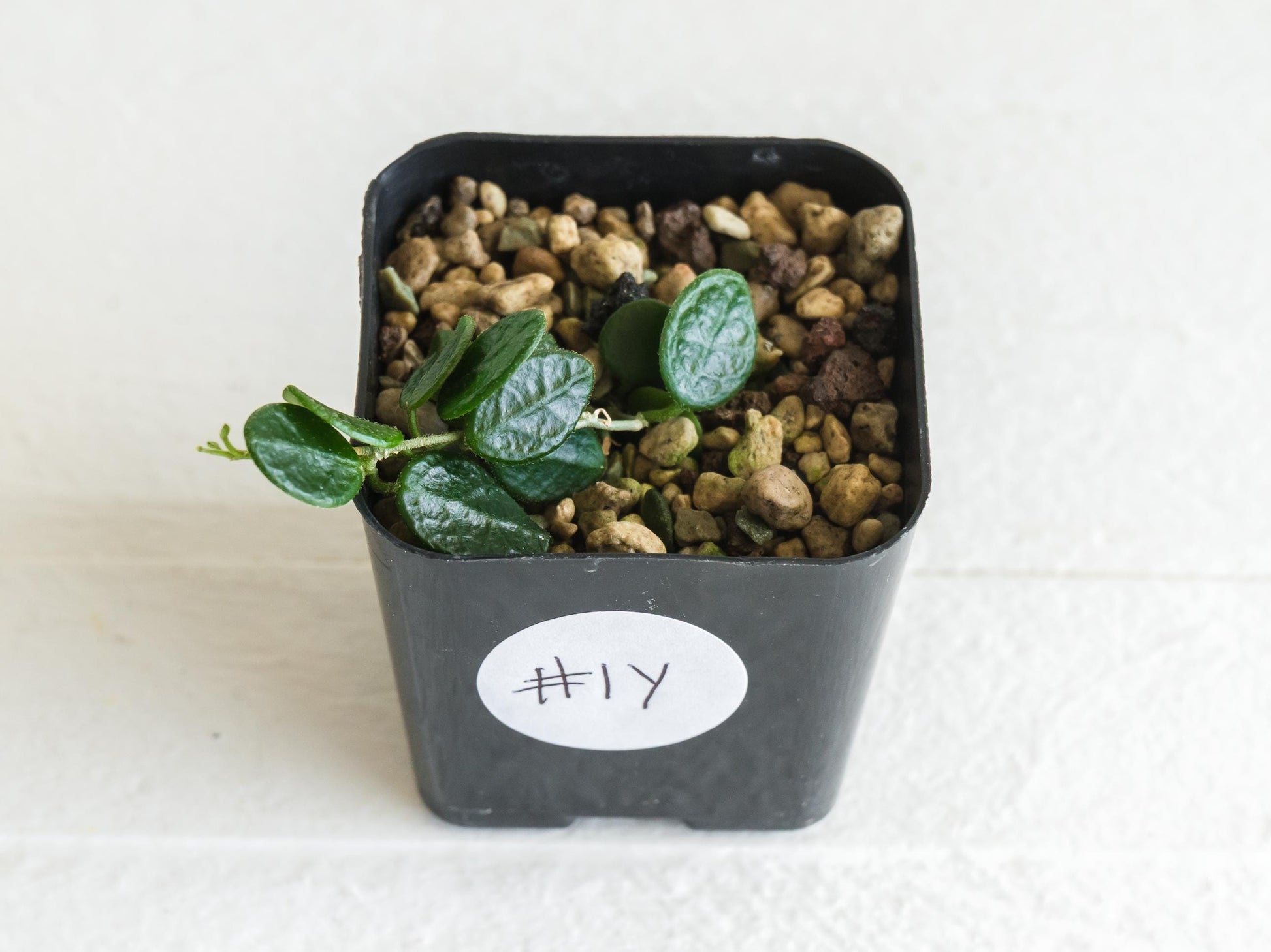 Hoya tengchongensis | 2-Inch