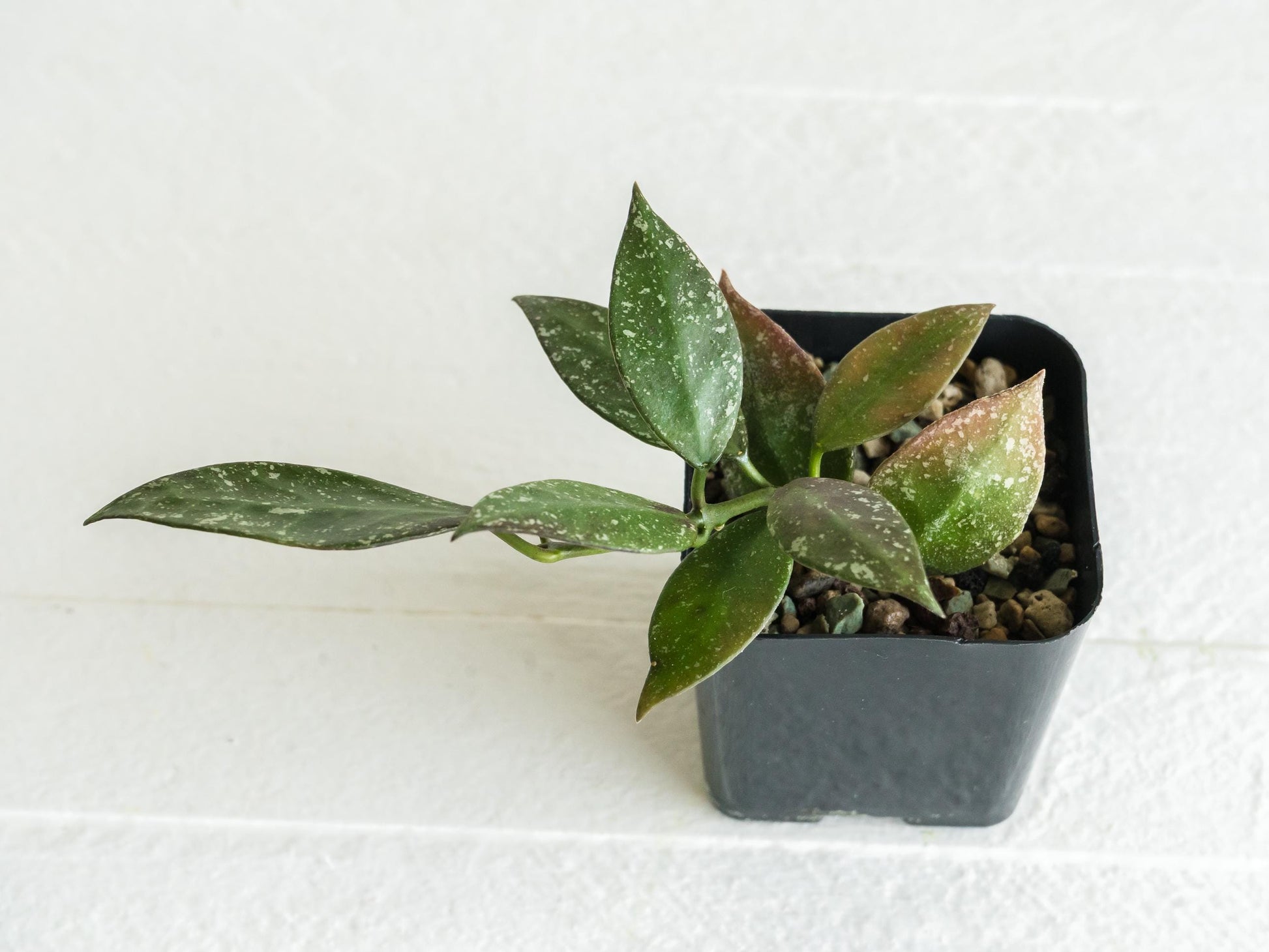 Hoya nabawanensis (Splash) | 2-Inch