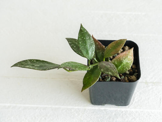 Hoya nabawanensis (Splash) | 2-Inch