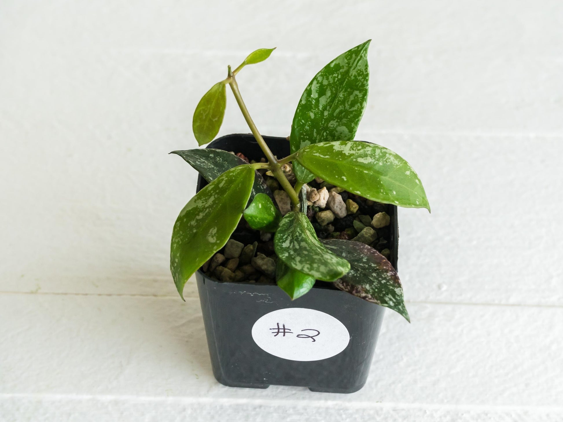 Hoya 'Rebecca' (Splash) | 2-Inch