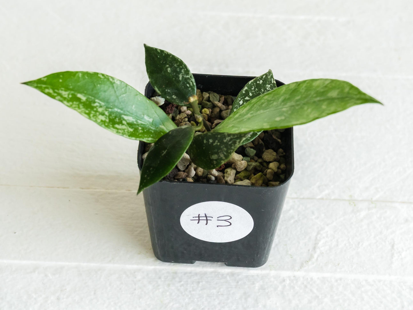 Hoya 'Rebecca' (Splash) | 2-Inch