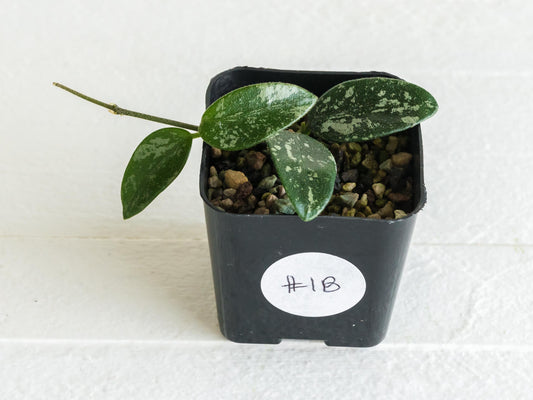 Hoya lima (Splash) | 2-Inch