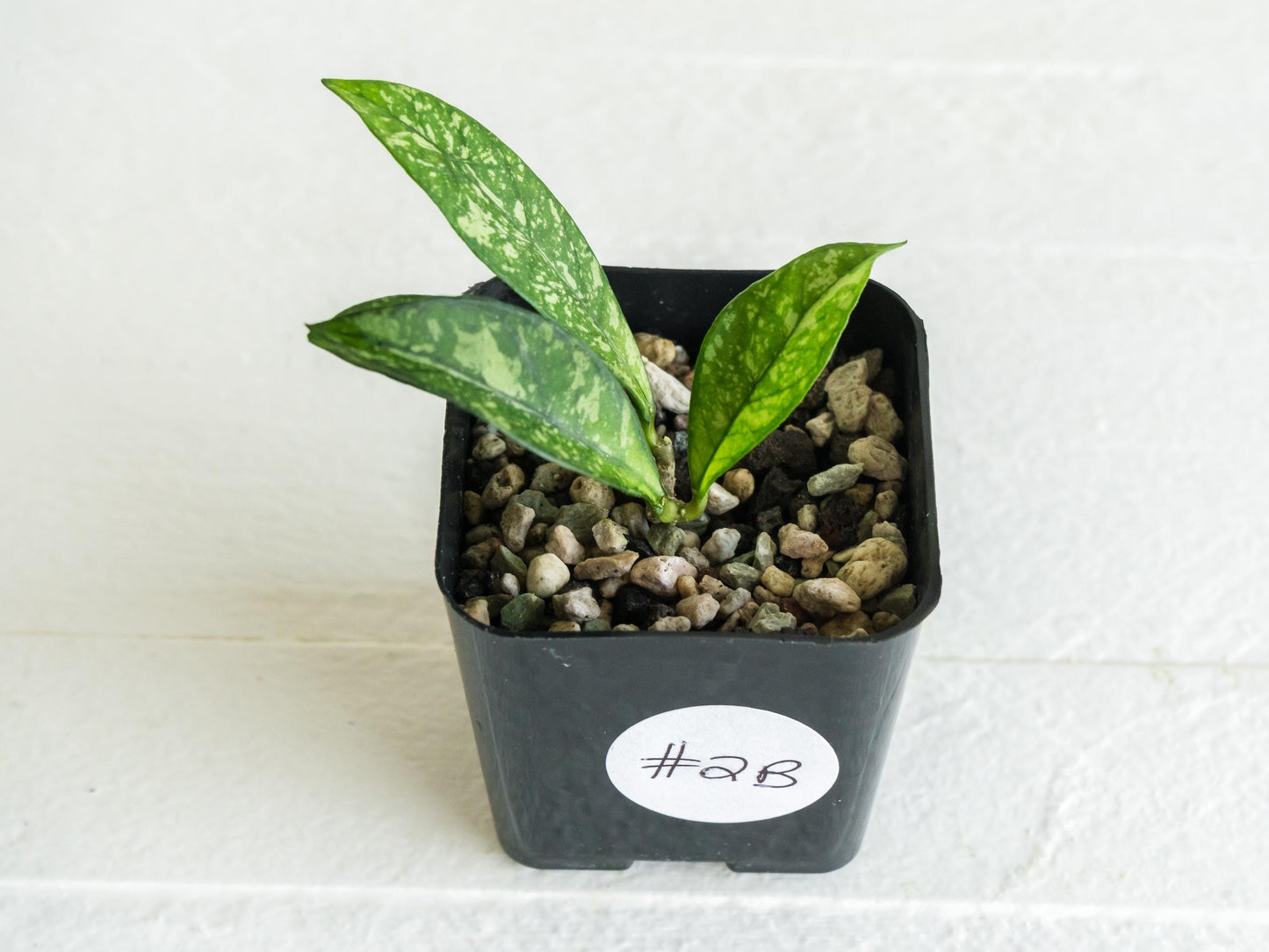 Hoya crassipetiolata (Splash) | 2-Inch