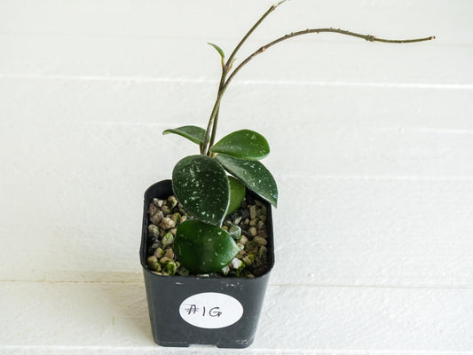Hoya 'Mathilde' | 2-Inch