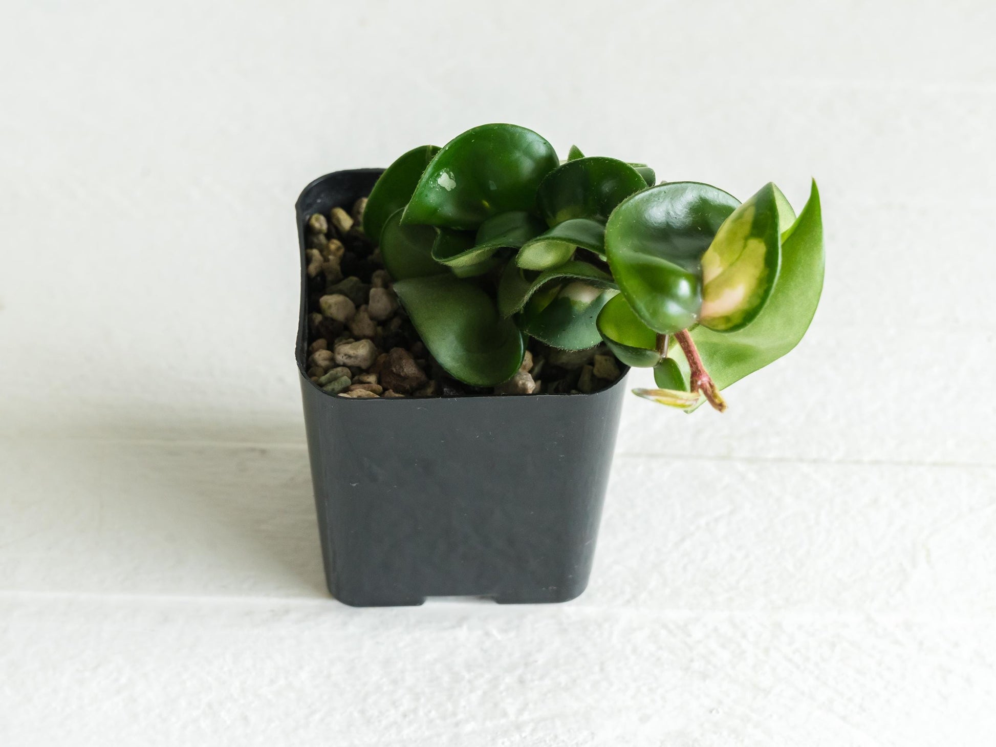 Hoya carnosa compacta 'Mauna Loa' | 2-Inch