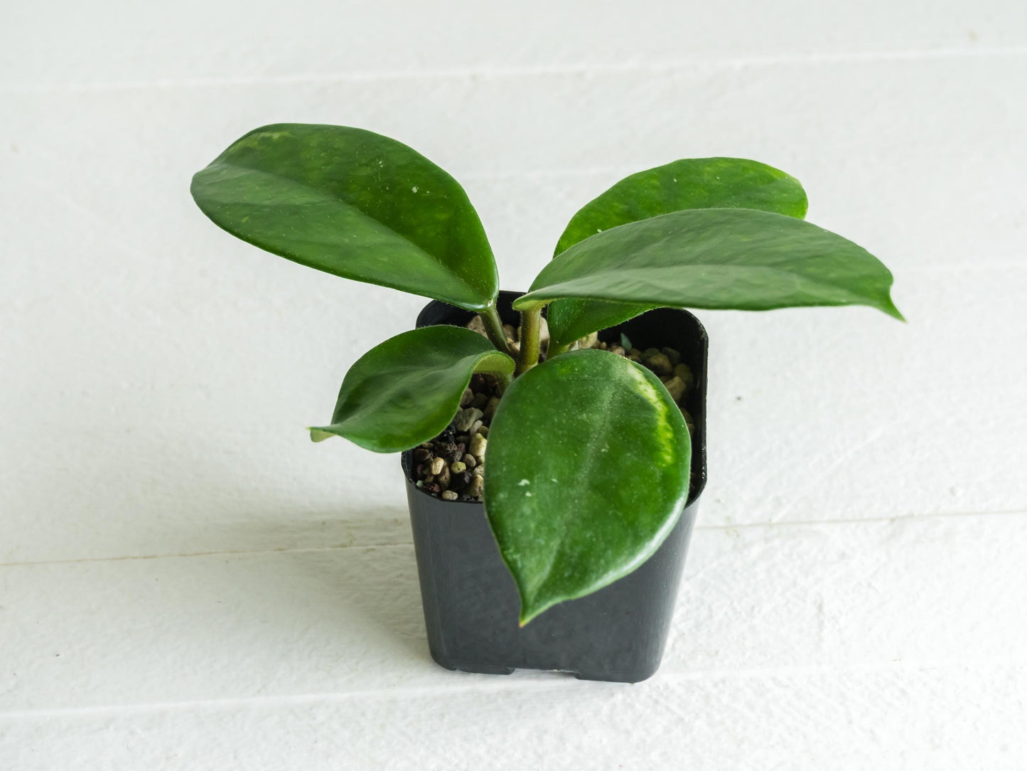Reverted Hoya carnosa 'Madara Green Edge' | 2-Inch
