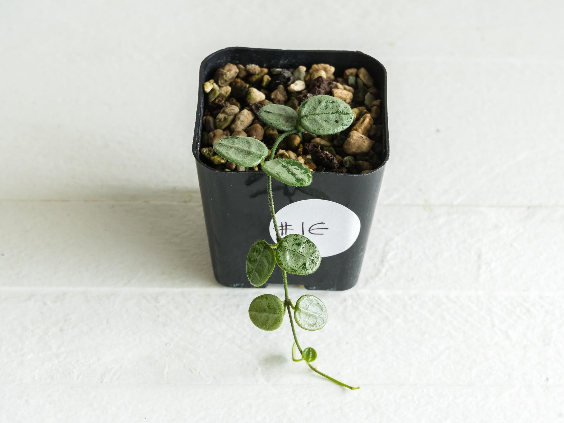 Hoya serpens (Silver) | 2-Inch