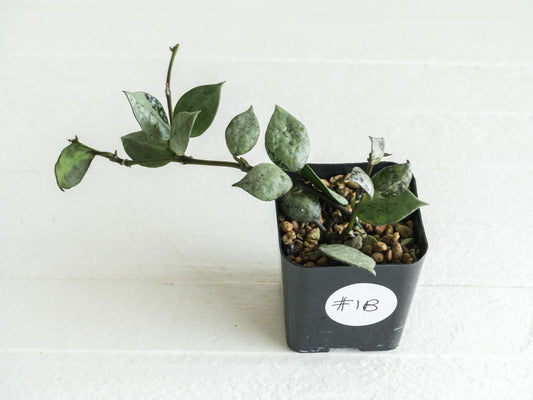 Hoya krohniana 'Super Silver Black' | 2-Inch
