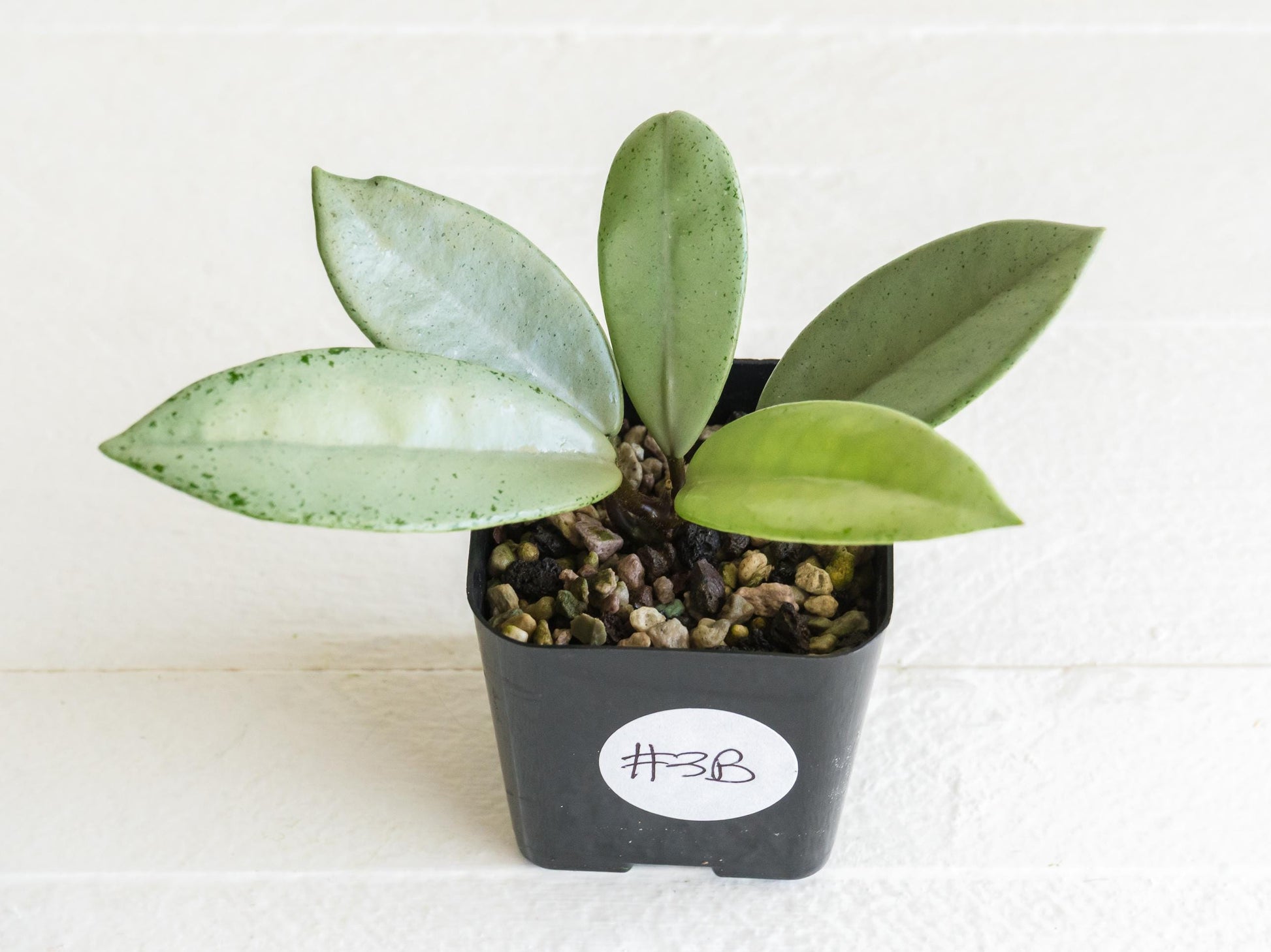 Hoya carnosa 'Wilbur Graves' (Silver) | 2-Inch