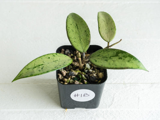 Hoya 'Snow Cui' (Silver) | 2-Inch