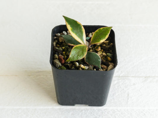 Hoya bakoensis (Outer Variegated - Albo) | 2-Inch