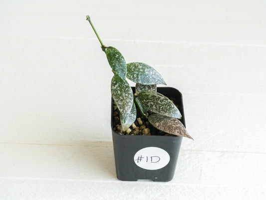 Hoya lacunosa 'Laos Full Splash' | 2-Inch