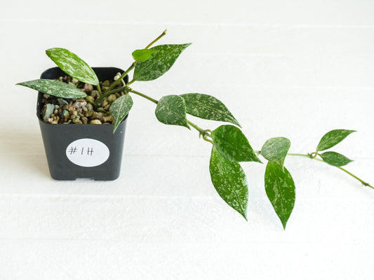 Hoya lacunosa 'Silver Lime' | 2-Inch