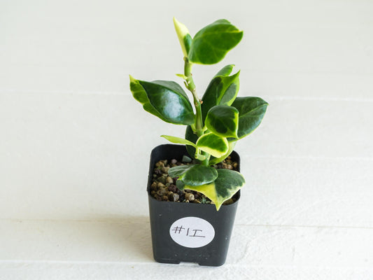 Hoya obscura (Albo | Outer Variegated) | 2-Inch