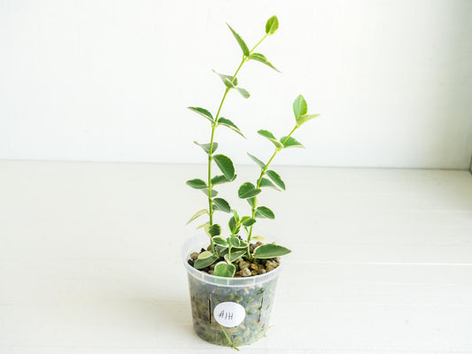 Hoya cumingiana (Albo | Outer Variegated) | 3-Inch