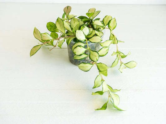 Hoya heuschkeliana (Inner Variegated) | 3-Inch