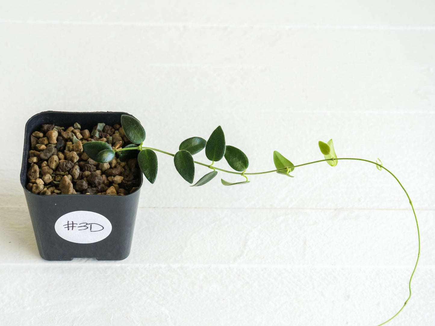 Hoya pulleana IM-02 | 2-Inch
