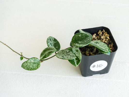 Hoya 'Mathilde' (Splash) | 2-Inch