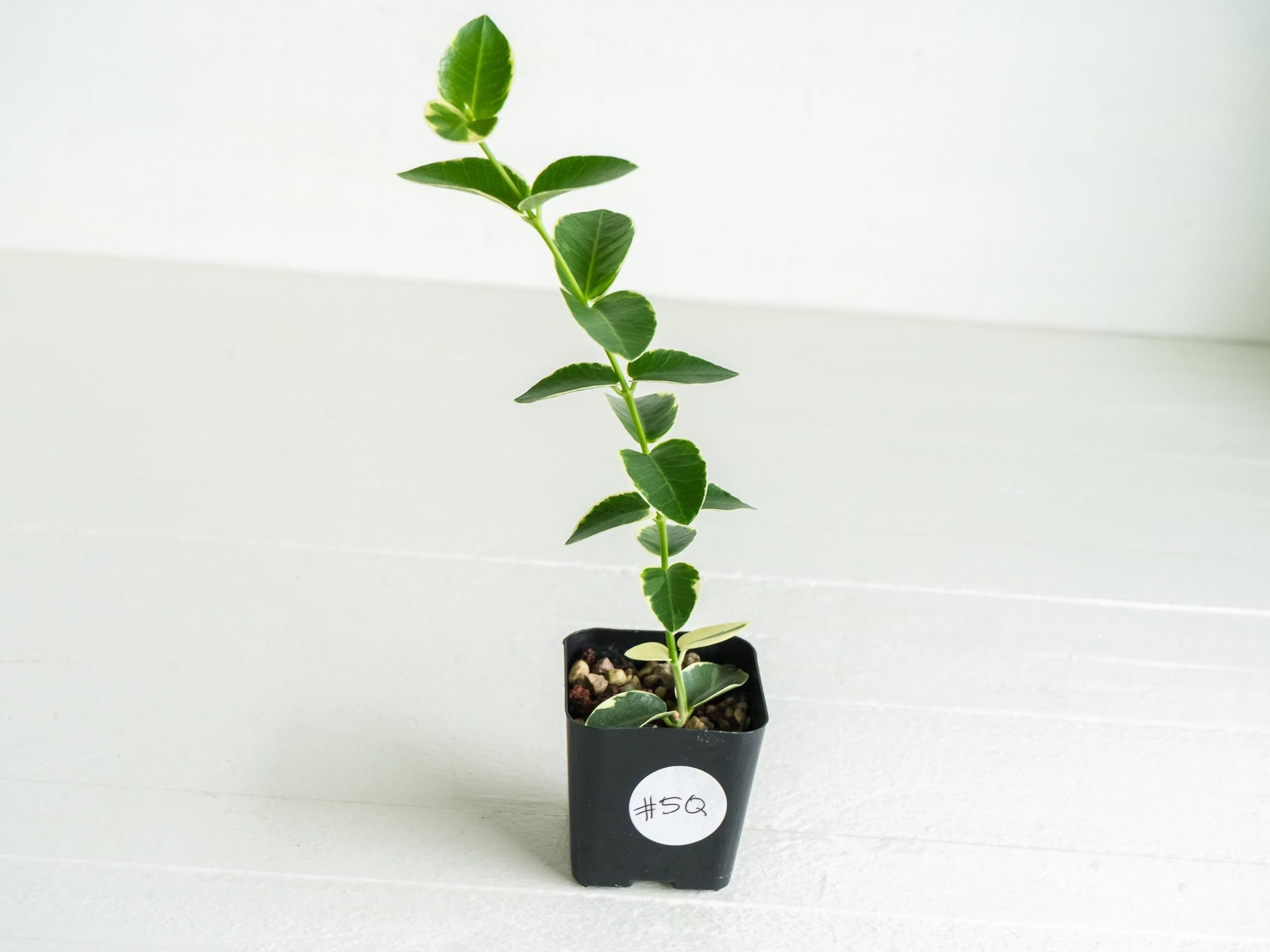 Hoya cumingiana (Albo | Outer Variegated) | 2-Inch