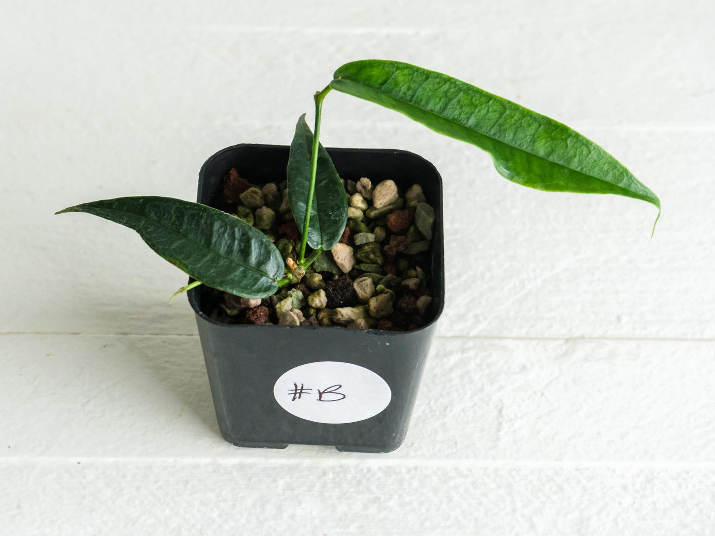 Hoya surisana | 2-Inch