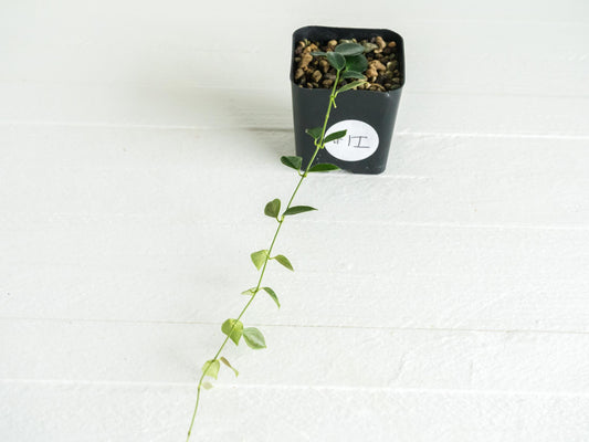 Hoya papua (PNG IM-08) | 2-Inch