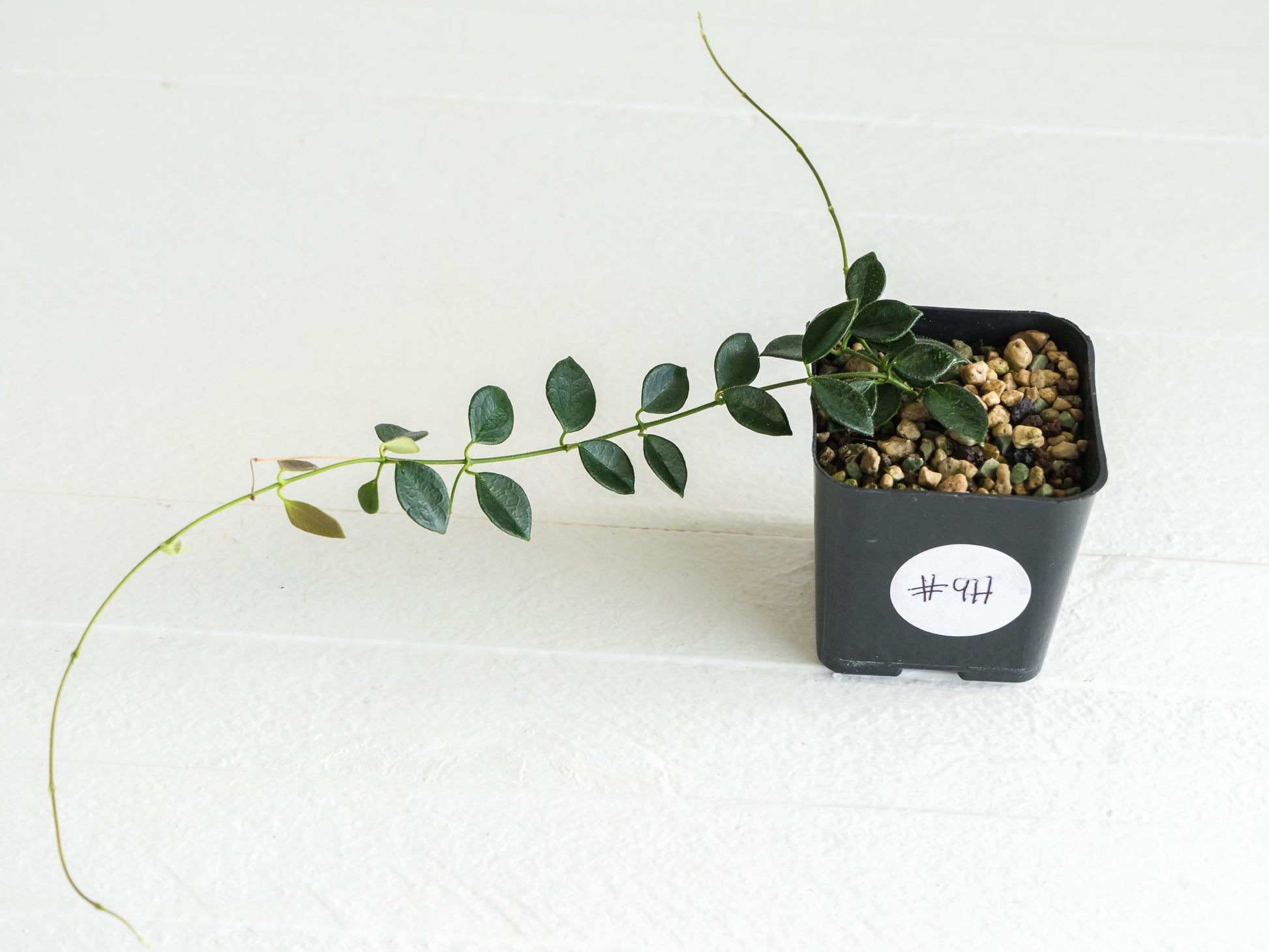 Hoya papua (PNG IM-08) | 2-Inch