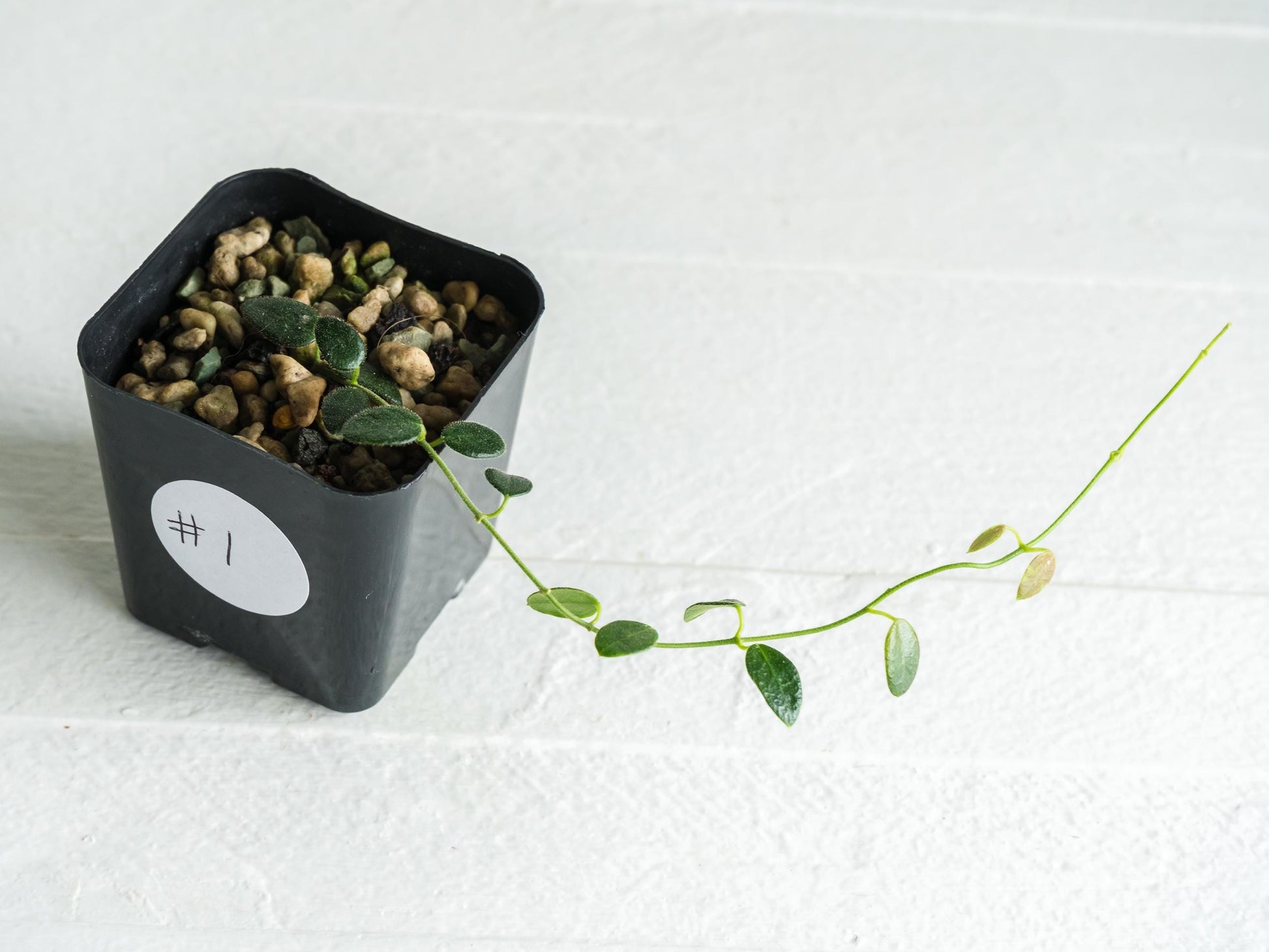 Hoya pulleana IM-02 | 2-Inch