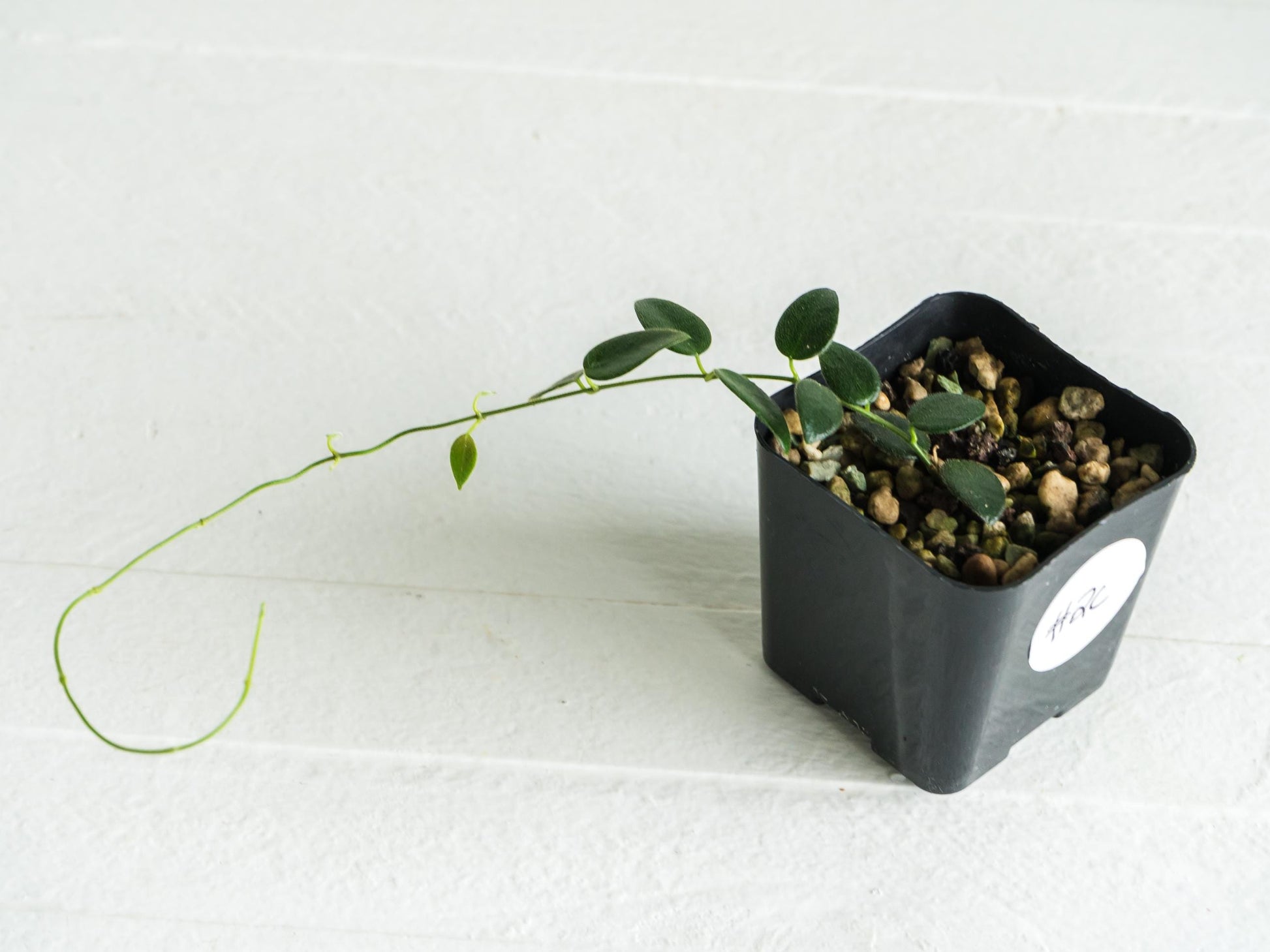 Hoya pulleana IM-02 | 2-Inch