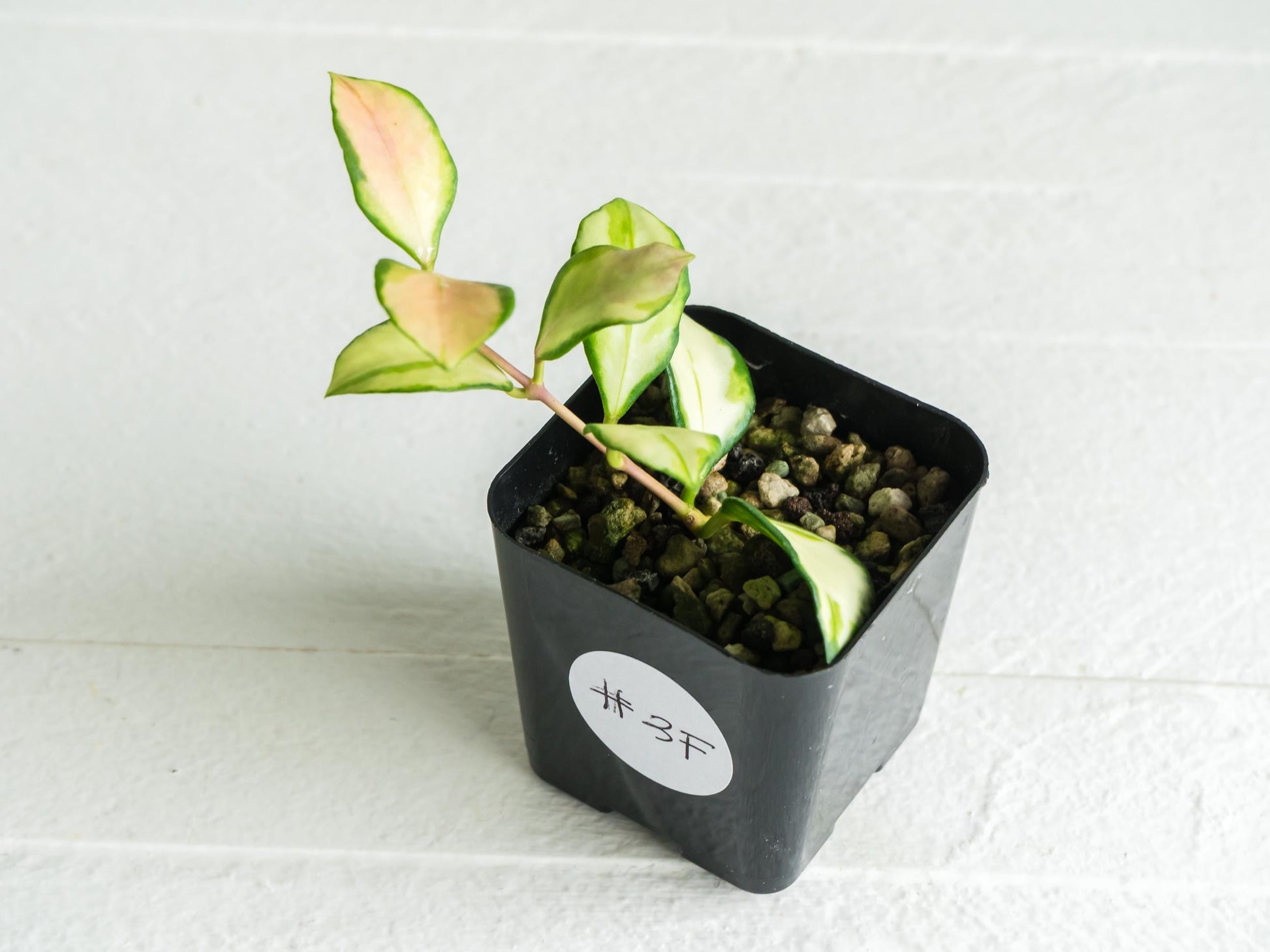 Hoya heuschkeliana (Inner Variegated)| 2-Inch