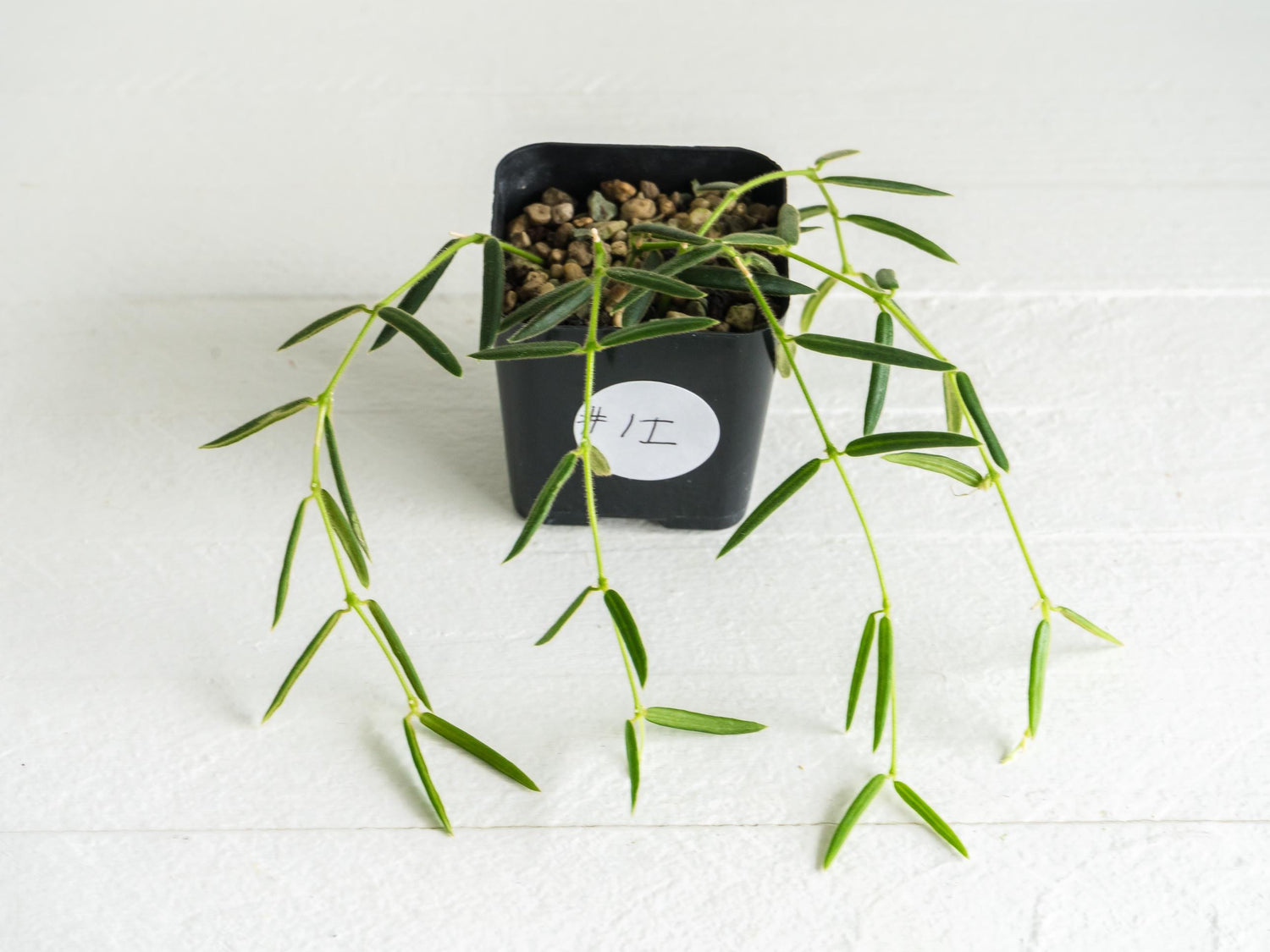 Hoya linearis | 2-Inch