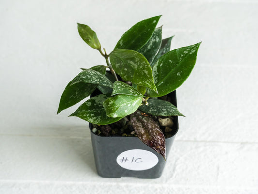 Hoya 'Rebecca' (Splash) | 2-Inch