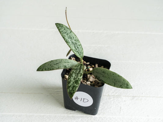 Hoya sigillatis 'Round Leaf' aka sigillatis (Silver) AH001 | 2-Inch
