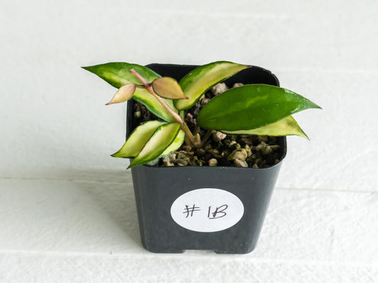 Hoya lacunosa 'Souma' | 2-Inch