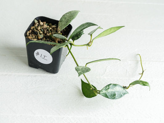 Hoya lacunosa 'Silver Lime' | 2-Inch
