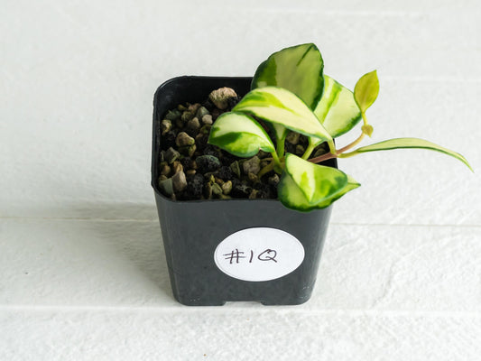 Hoya heuschkeliana (Inner Variegated)| 2-Inch