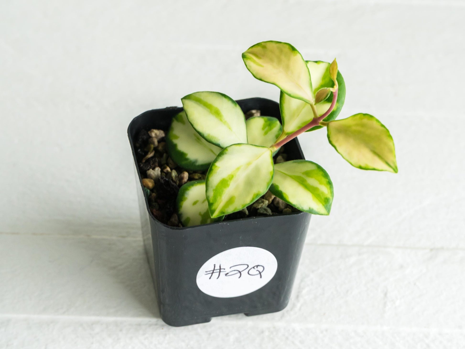 Hoya heuschkeliana (Inner Variegated)| 2-Inch