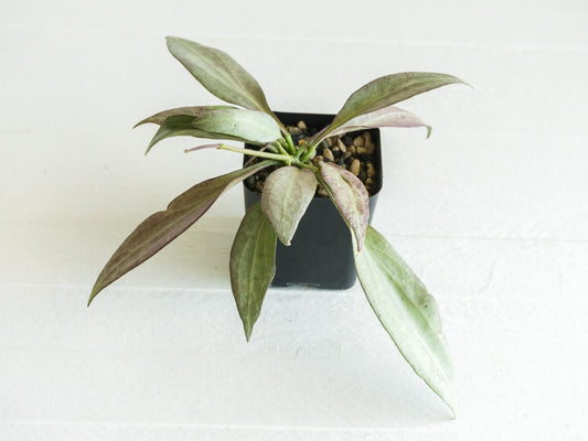 Hoya nicholsoniae 'New Guinea Ghost' | 2-Inch