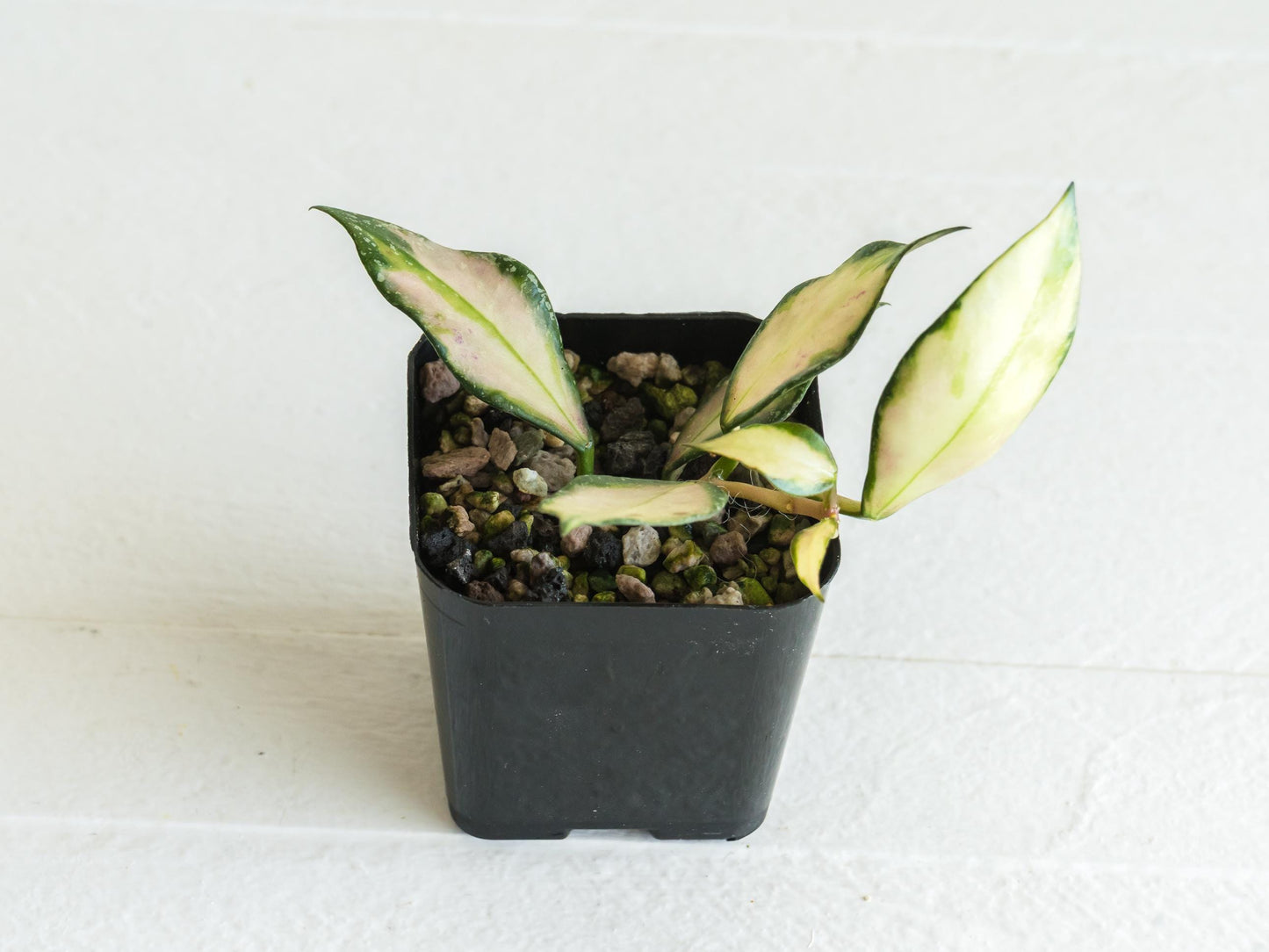Hoya nabawanensis (Inner Variegated) | 2-Inch