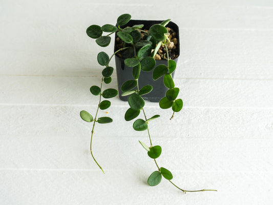 Hoya serpens | Large 2-Inch