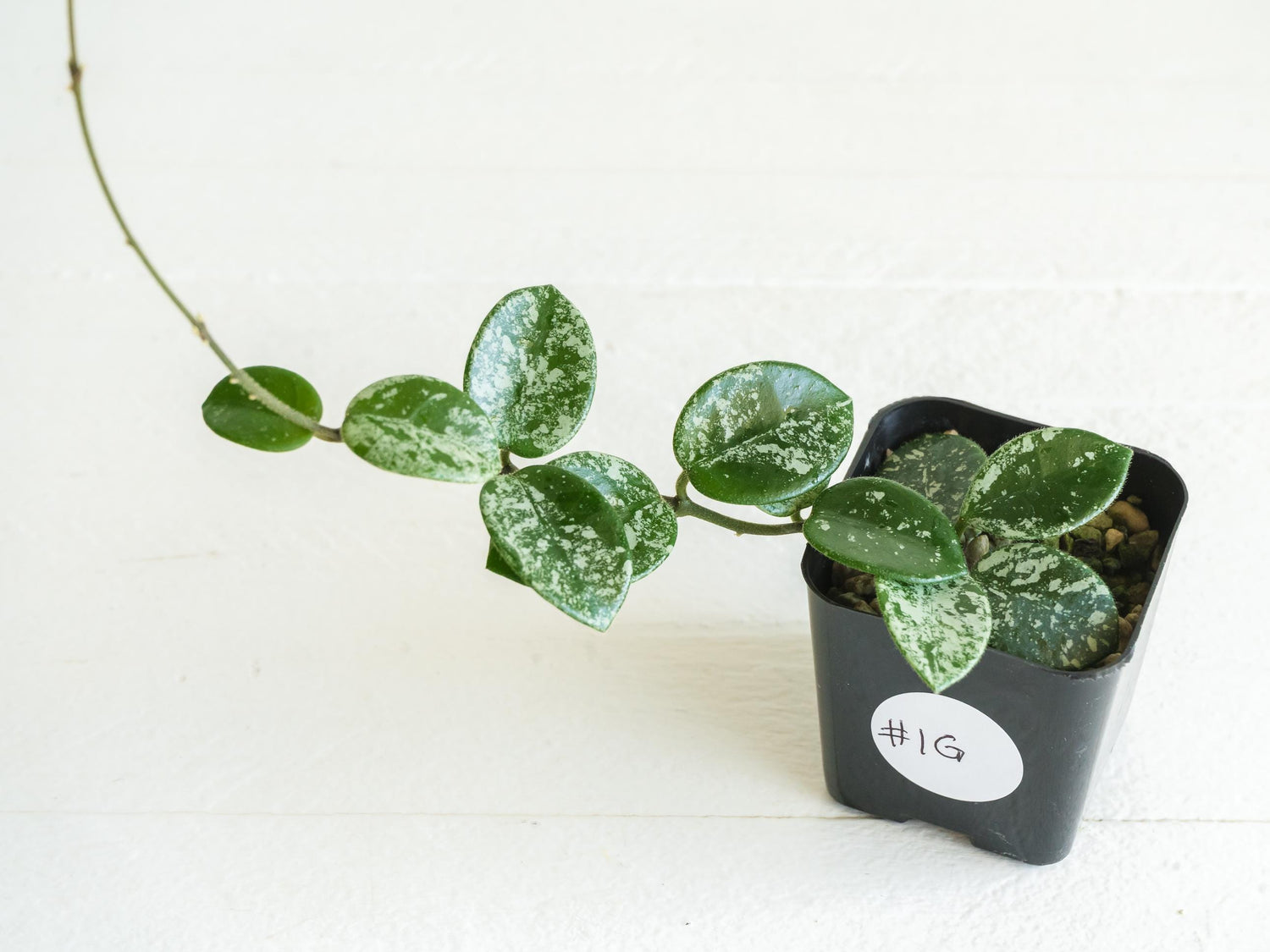 Hoya 'Mathilde' (Splash) | 2-Inch
