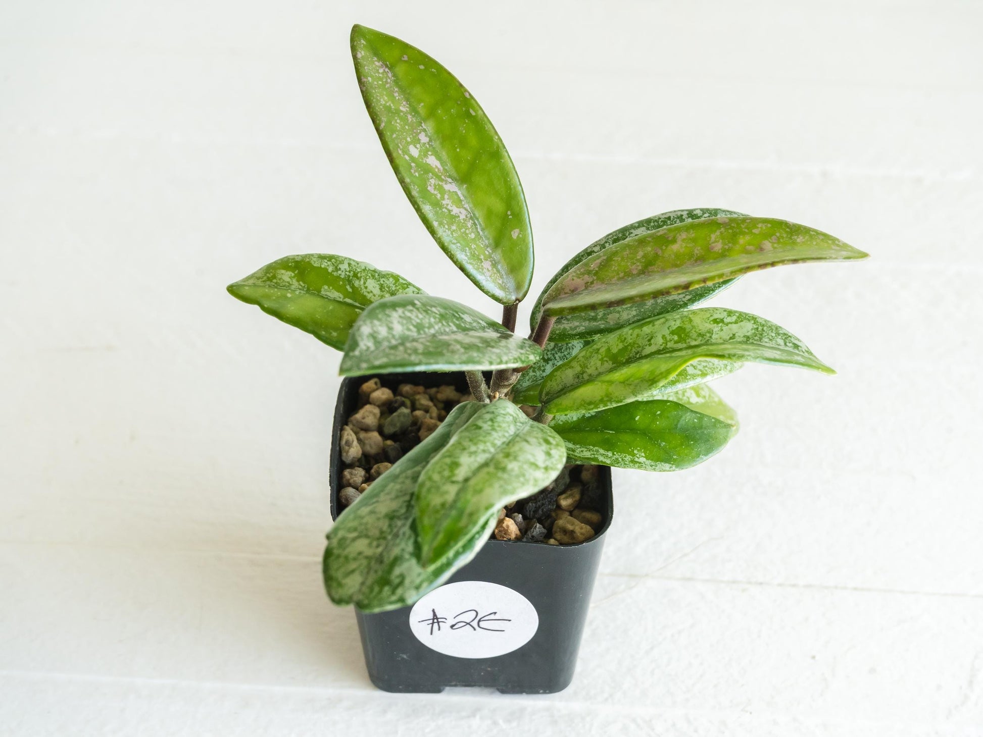 Hoya carnosa 'Wilbur Graves' (China) | 2-Inch