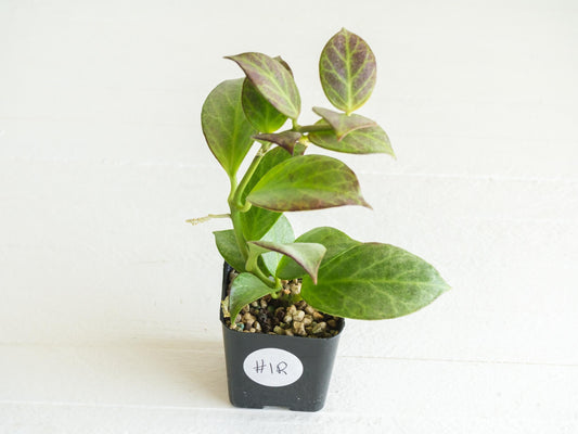 Hoya obscura (Silver) | 2-Inch