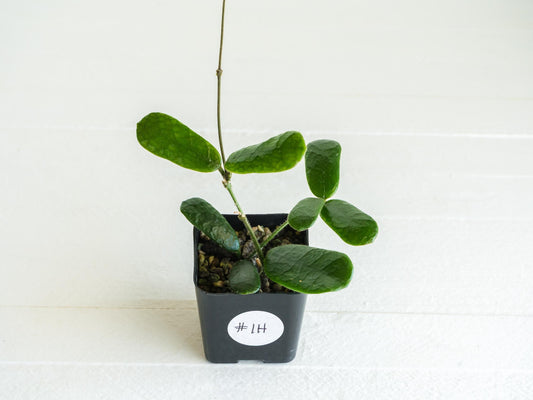 Hoya rotundiflora | 2-Inch