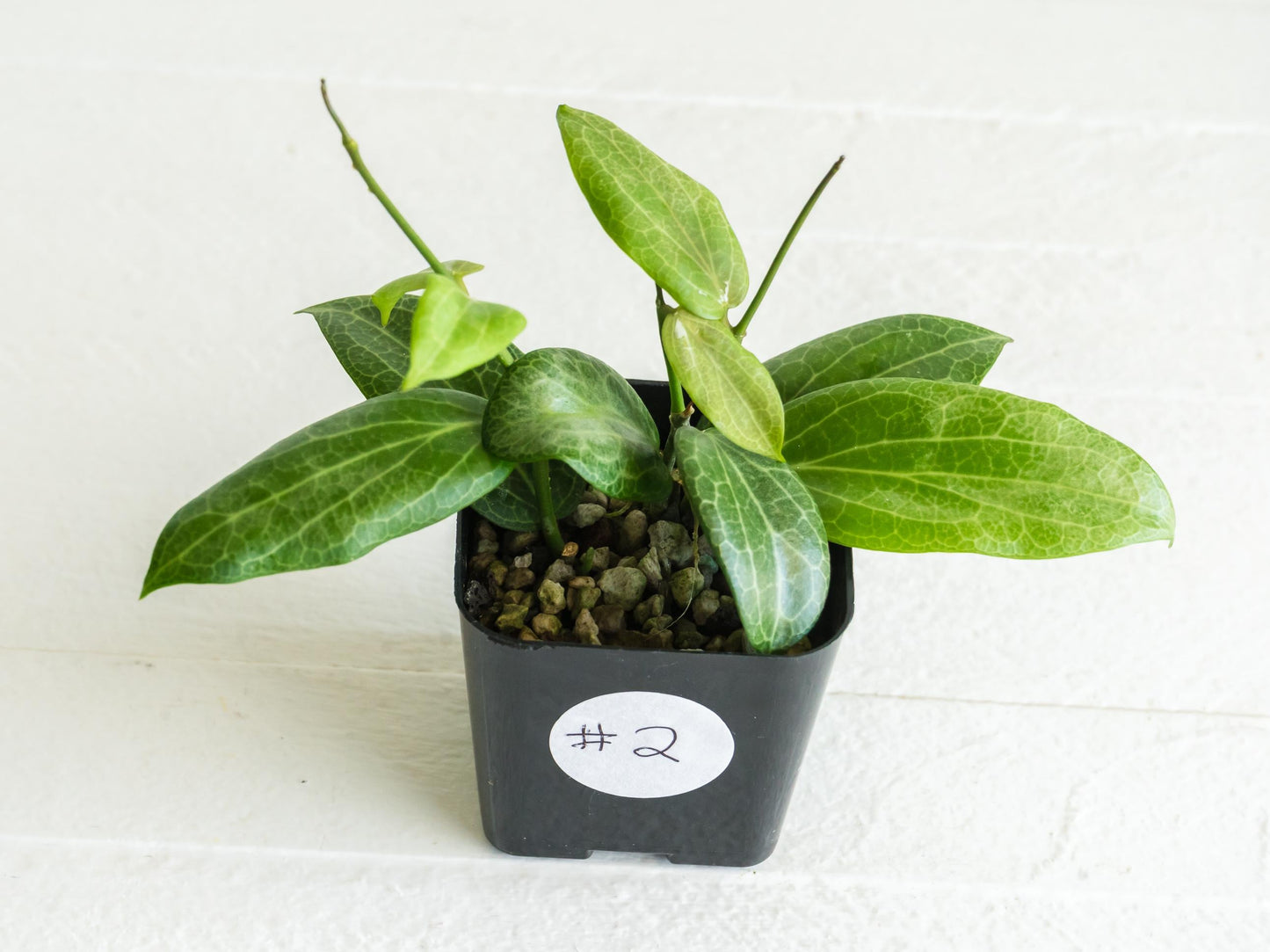 Hoya fitchii (Orange Flower) | 2-Inch