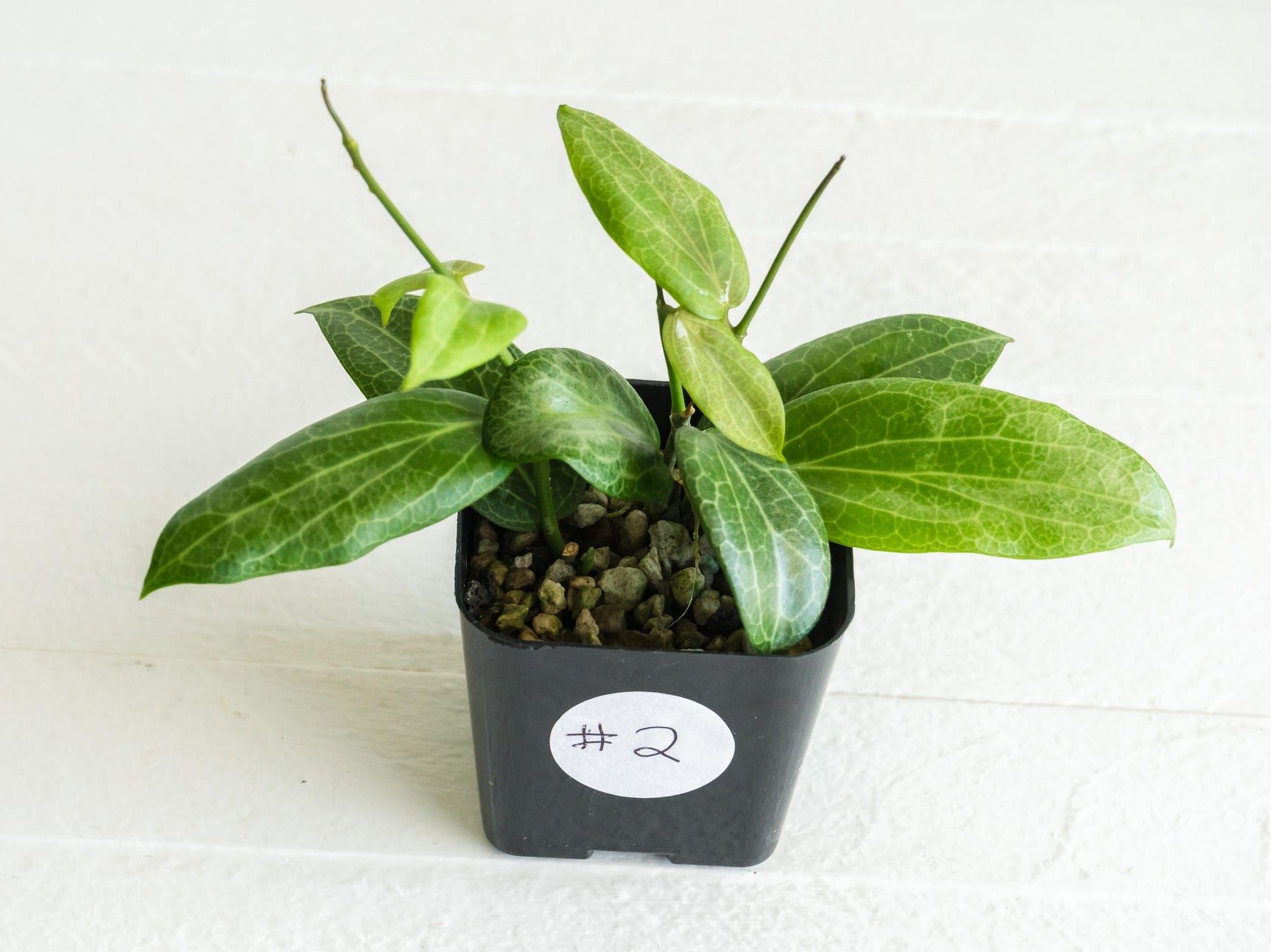 Hoya fitchii (Orange Flower) | 2-Inch