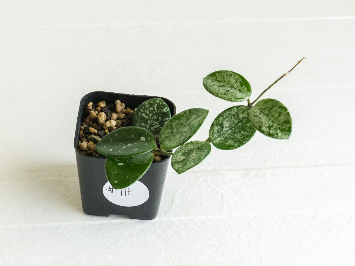 Hoya 'Mathilde' (Splash) | 2-Inch